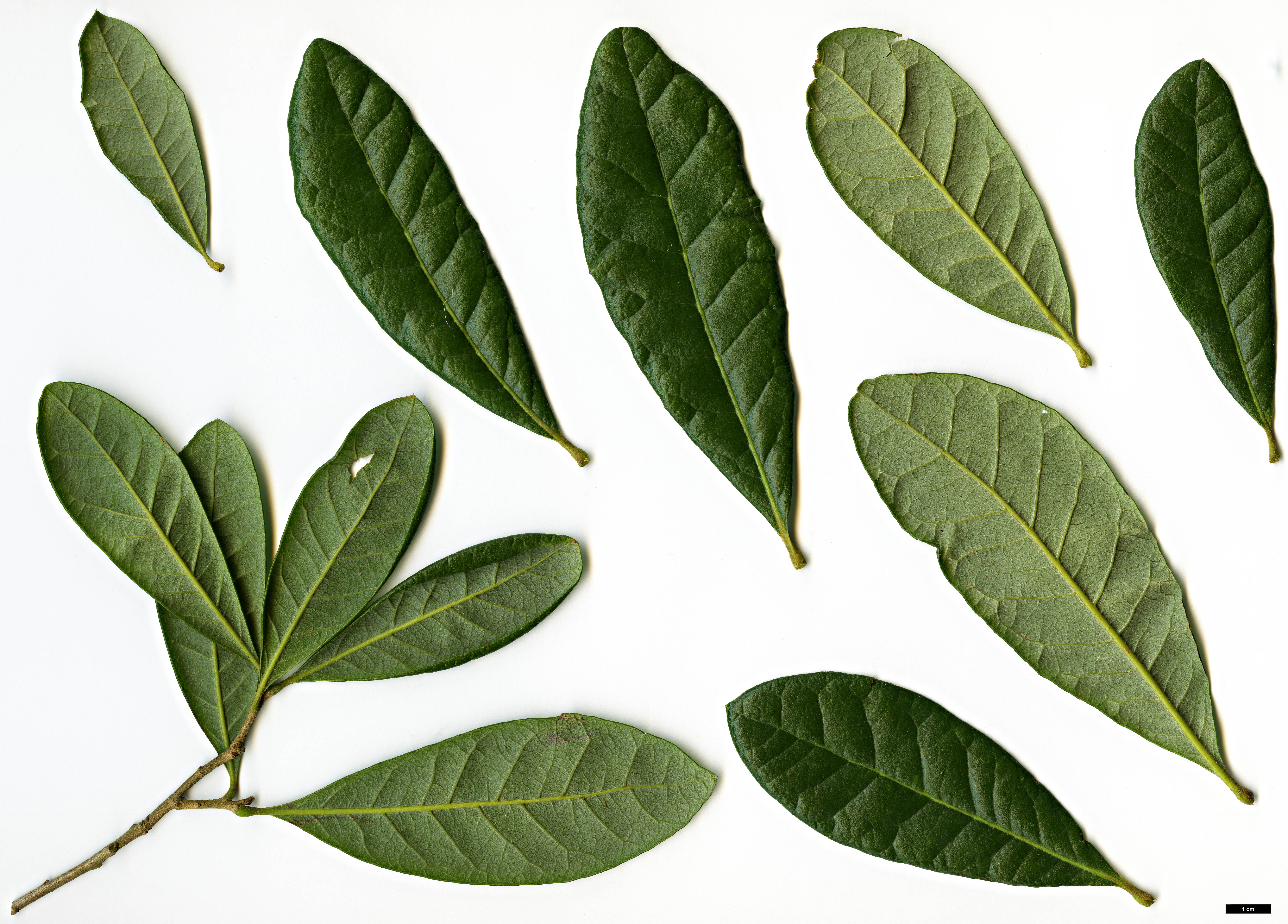 High resolution image: Family: Fagaceae - Genus: Quercus - Taxon: cubana High resolution image: Family: Fagaceae - Genus: Quercus - Taxon: cubana
